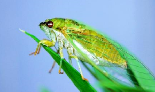蚕和蚕蛾有什么区别,请从系统生物学说明蚕和蛾的区别和联系图4